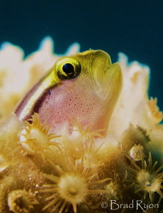 A blenny poking its head out of a sponge. by Brad Ryon 